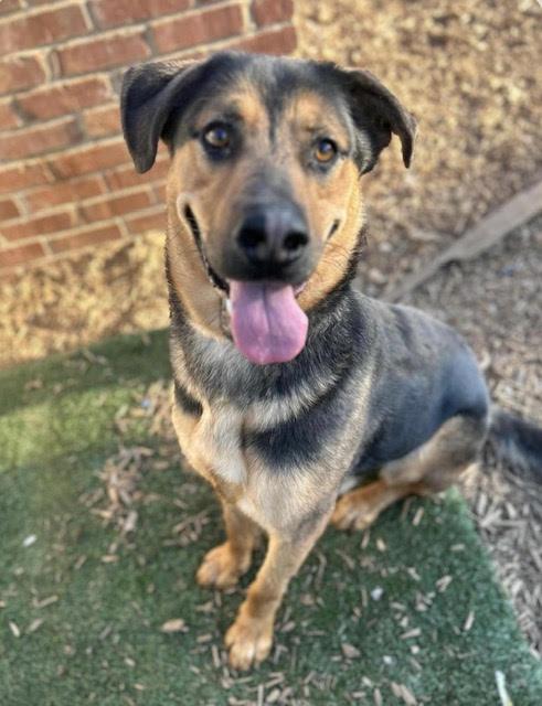 Billy, super smart family boy needs immediate foster!, Adoptable, Adult Male German Shepherd Dog & Labrador Retriever.