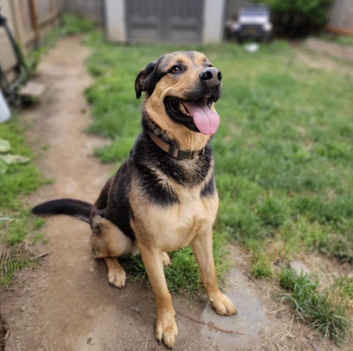 Enlarge Billy, super smart family boy needs immediate foster!, a Adoptable mixed breed in Bonney Lake, WA image 2/6