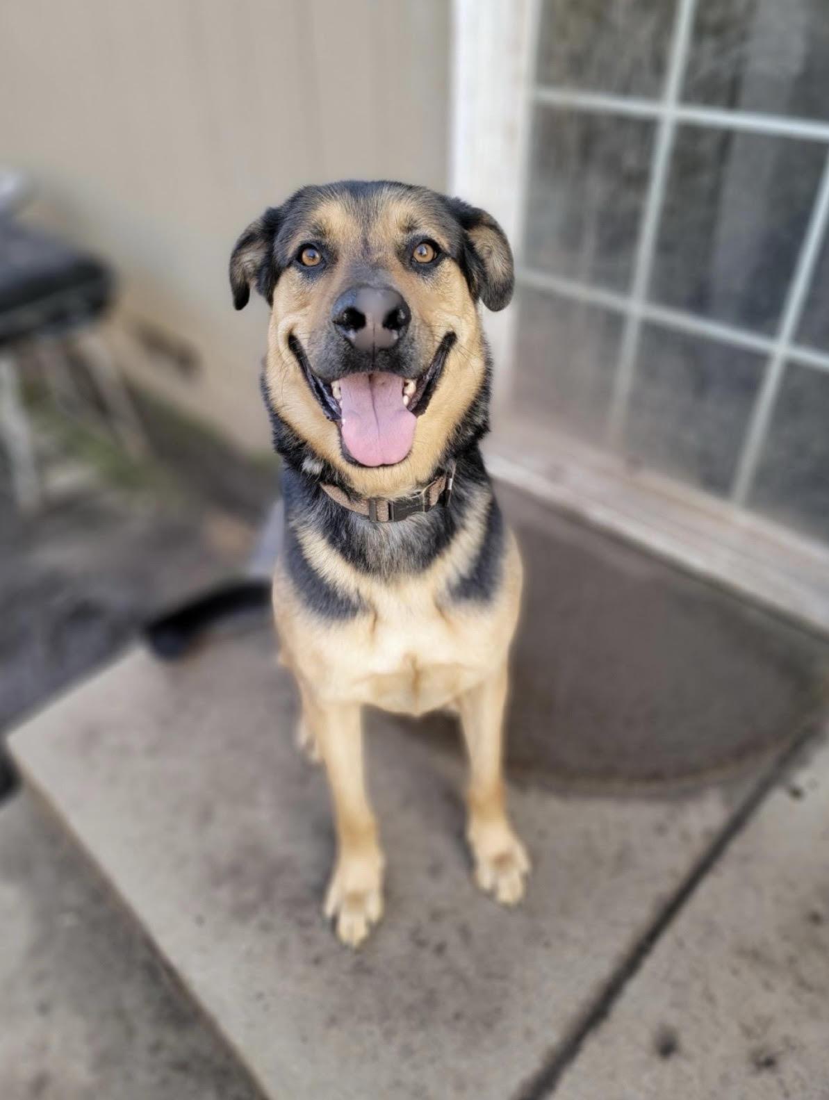 Enlarge Billy, super smart family boy needs immediate foster!, a Adoptable mixed breed in Bonney Lake, WA image 5/6