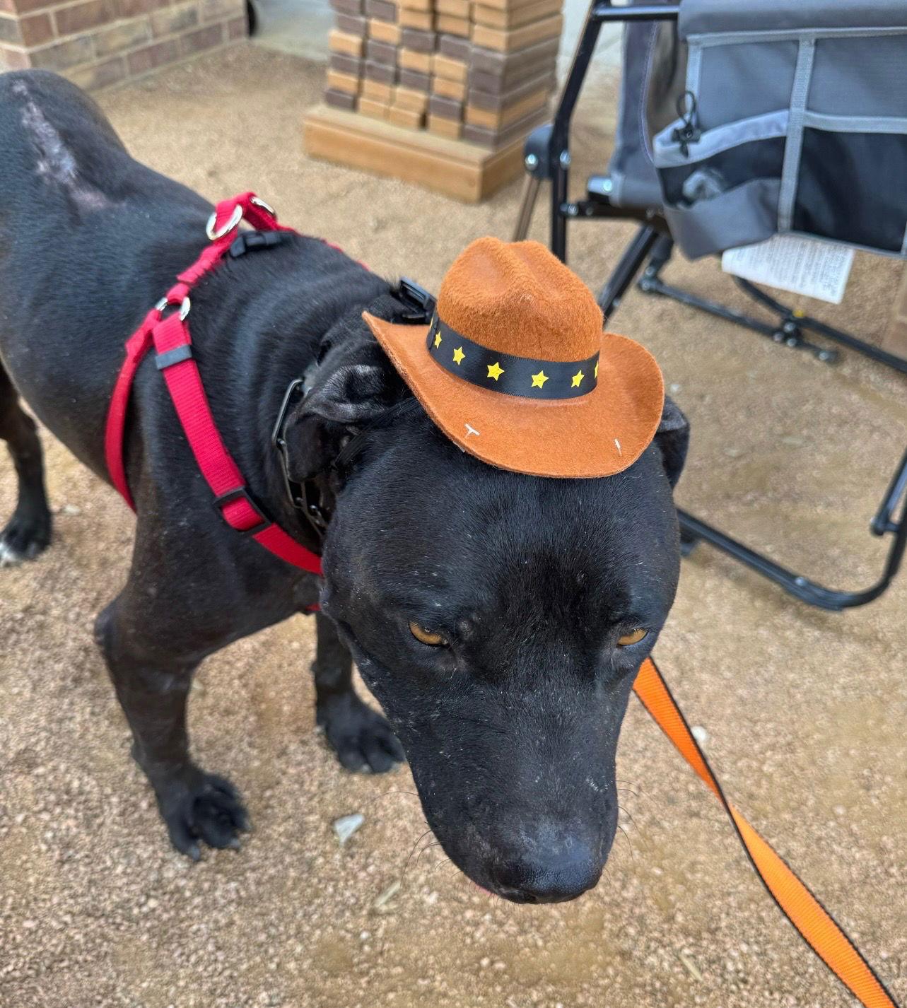 Enlarge Raider, a Adoptable mixed breed in Euless, TX image 2/3