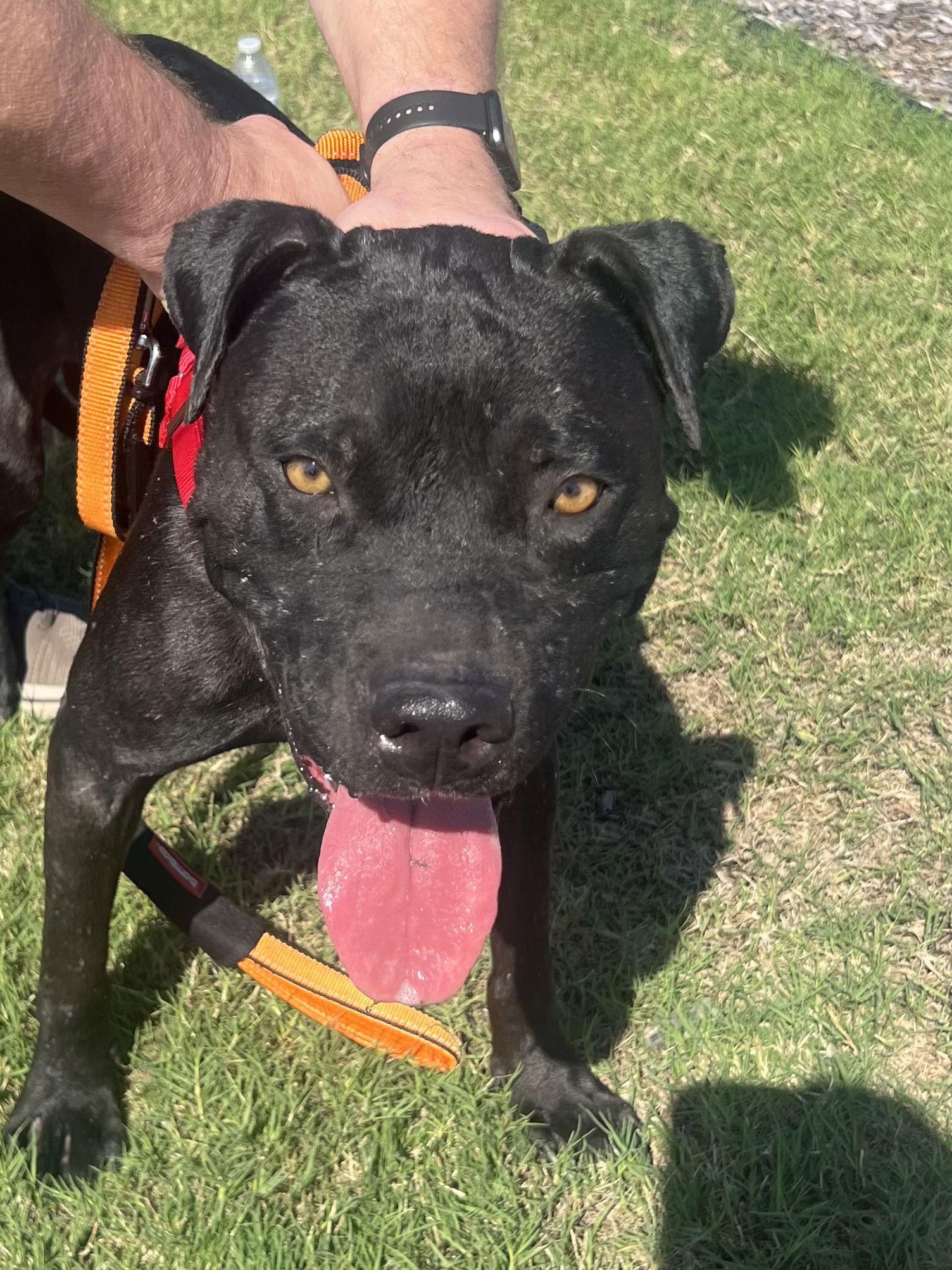 Enlarge Raider, a Adoptable mixed breed in Euless, TX image 3/3