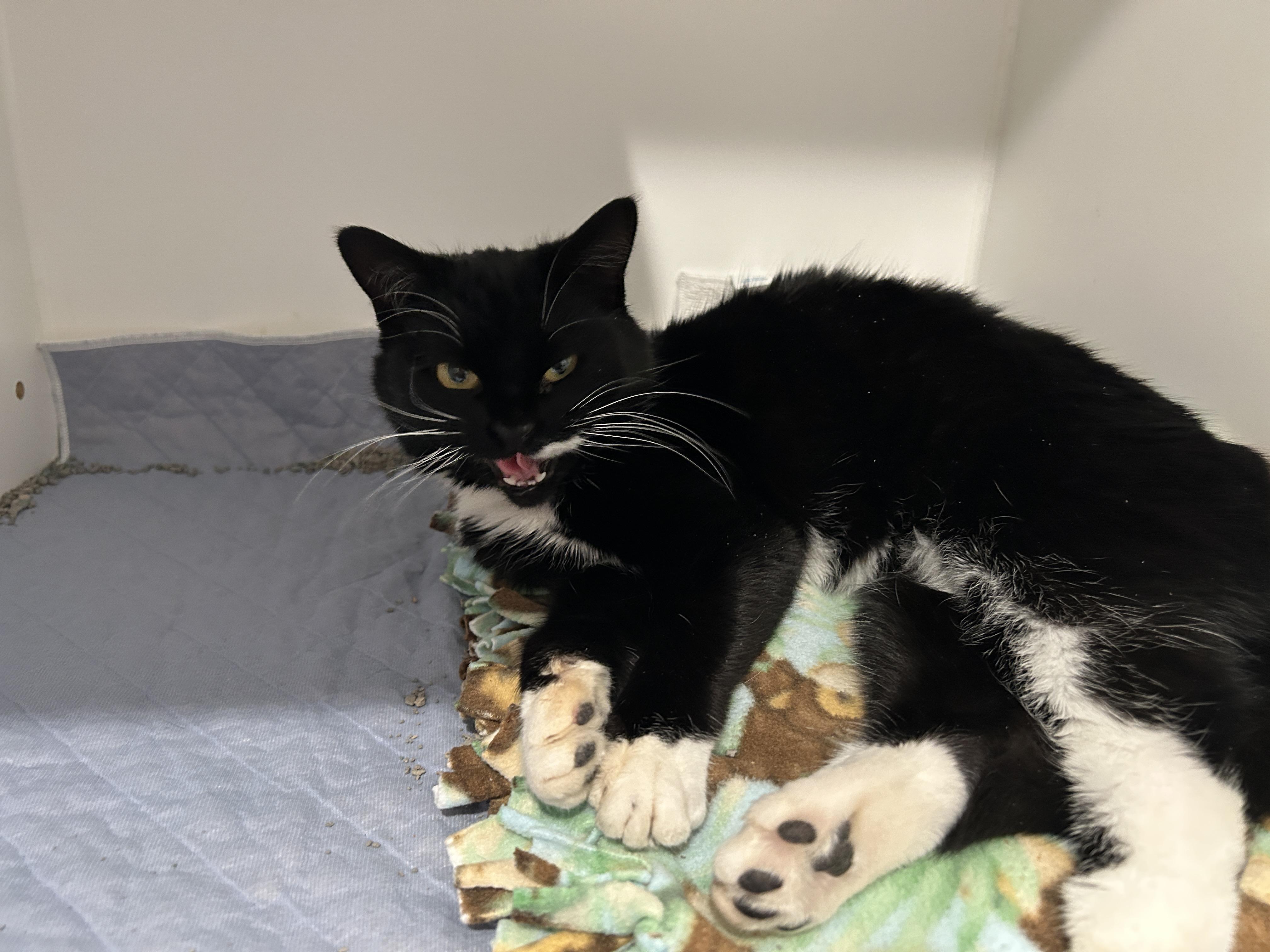 Enlarge Cardamom, a ADOPTABLE Domestic Short Hair in Grand Rapids, MI image 2/6