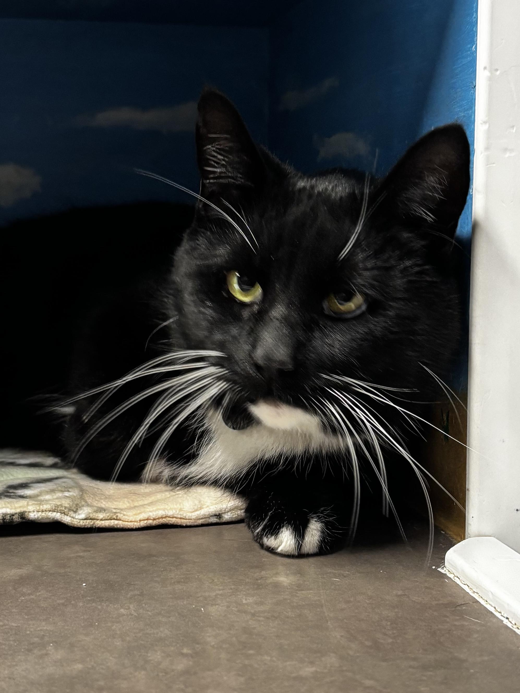 Enlarge Cardamom, a ADOPTABLE Domestic Short Hair in Grand Rapids, MI image 5/6