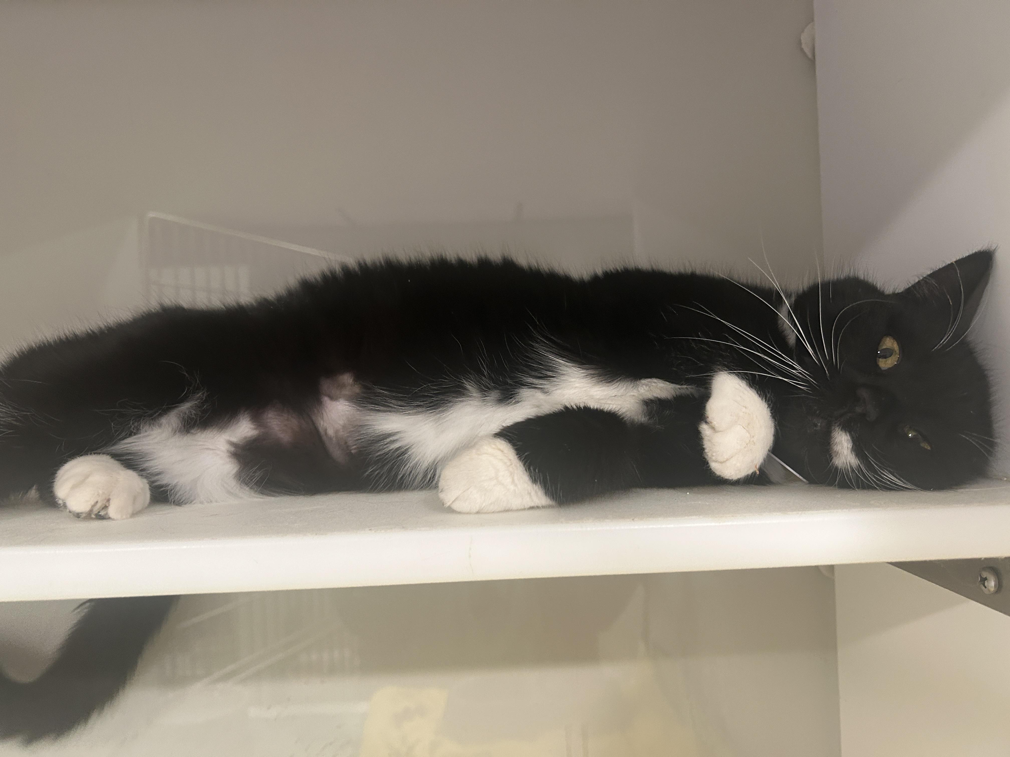 Enlarge Cardamom, a ADOPTABLE Domestic Short Hair in Grand Rapids, MI image 4/6