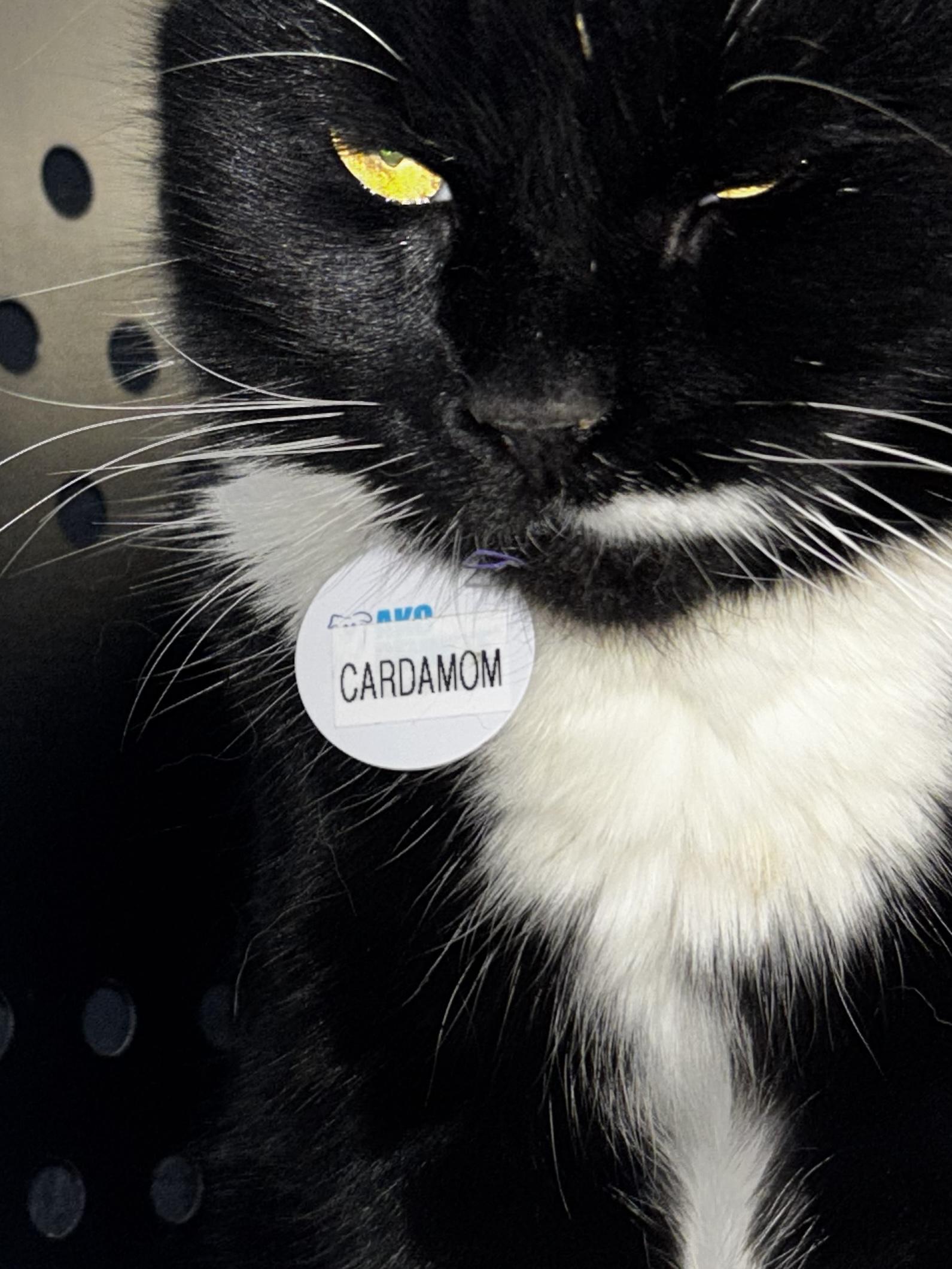 Enlarge Cardamom, a ADOPTABLE Domestic Short Hair in Grand Rapids, MI image 6/6