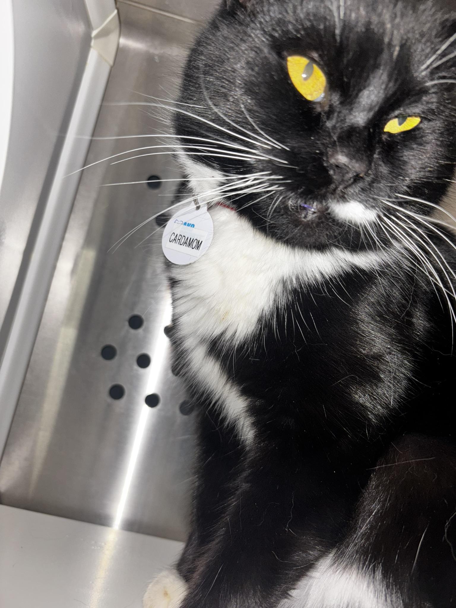 Enlarge Cardamom, a ADOPTABLE Domestic Short Hair in Grand Rapids, MI image 3/6