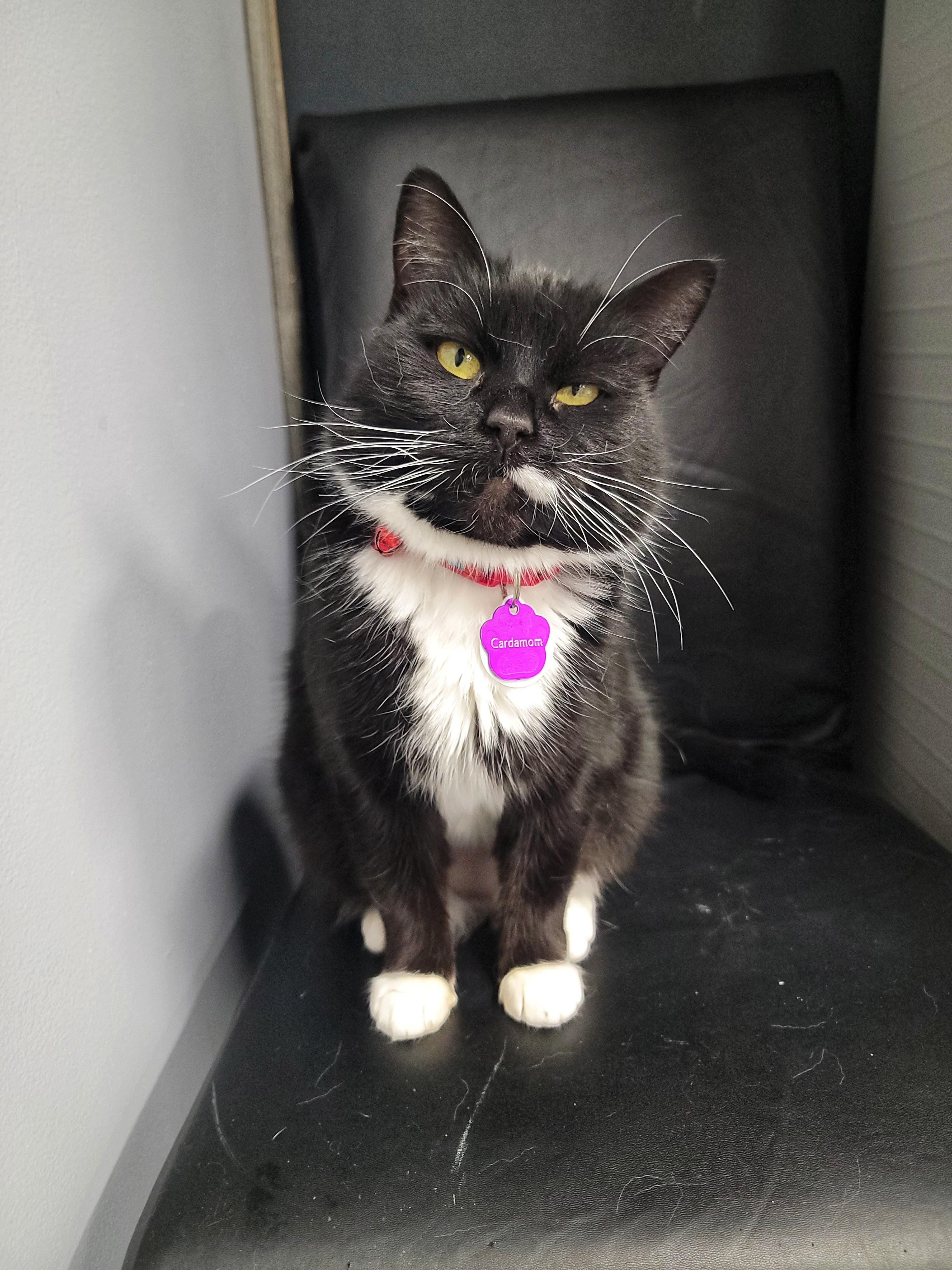 Cardamom, ADOPTABLE, Adult Female Domestic Short Hair.