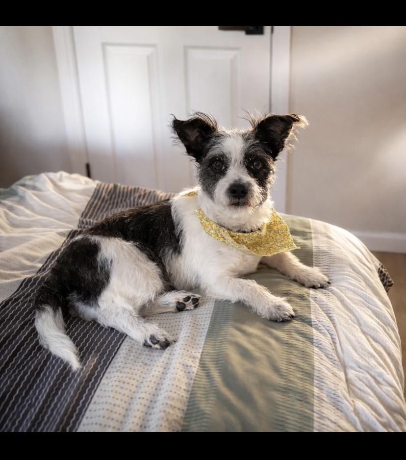 Enlarge Glow, a ADOPTABLE mixed breed in Philadelphia, PA image 1/6
