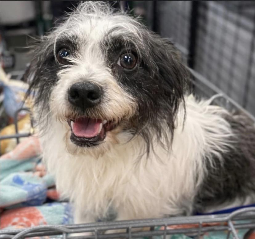 Enlarge Glow, a ADOPTABLE mixed breed in Philadelphia, PA image 4/6