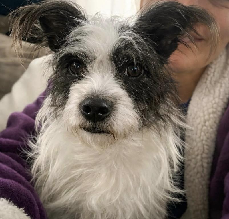Enlarge Glow, a ADOPTABLE mixed breed in Philadelphia, PA image 2/6