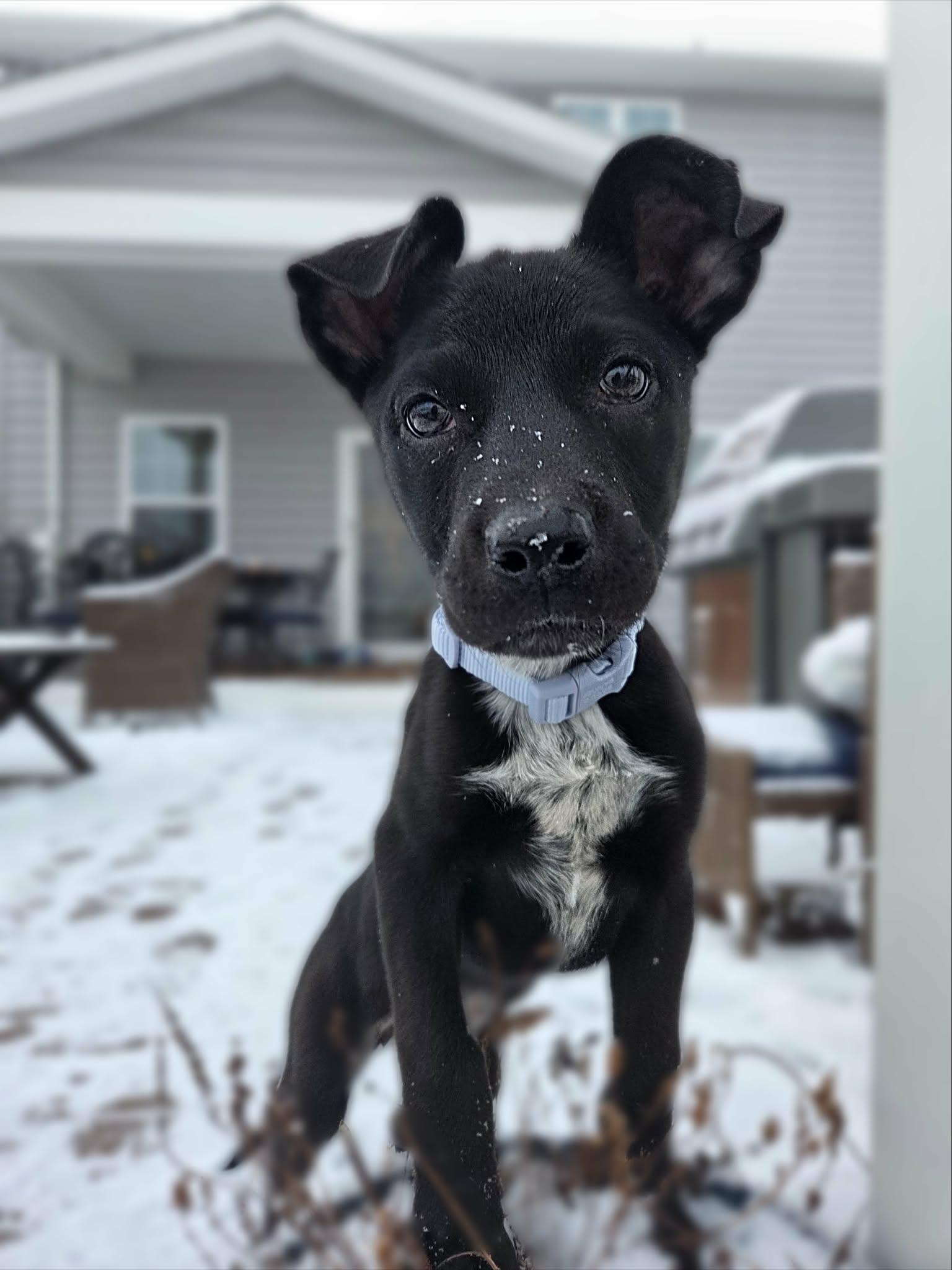 Paige, ADOPTABLE, Puppy Female Mixed Breed.