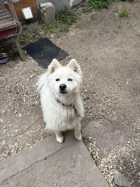 Enlarge Winter, an adopted Pomsky in Winnipeg, MB image 2/2