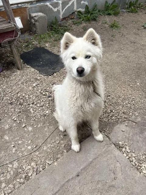 Winter, adopted, Young Female Pomsky.