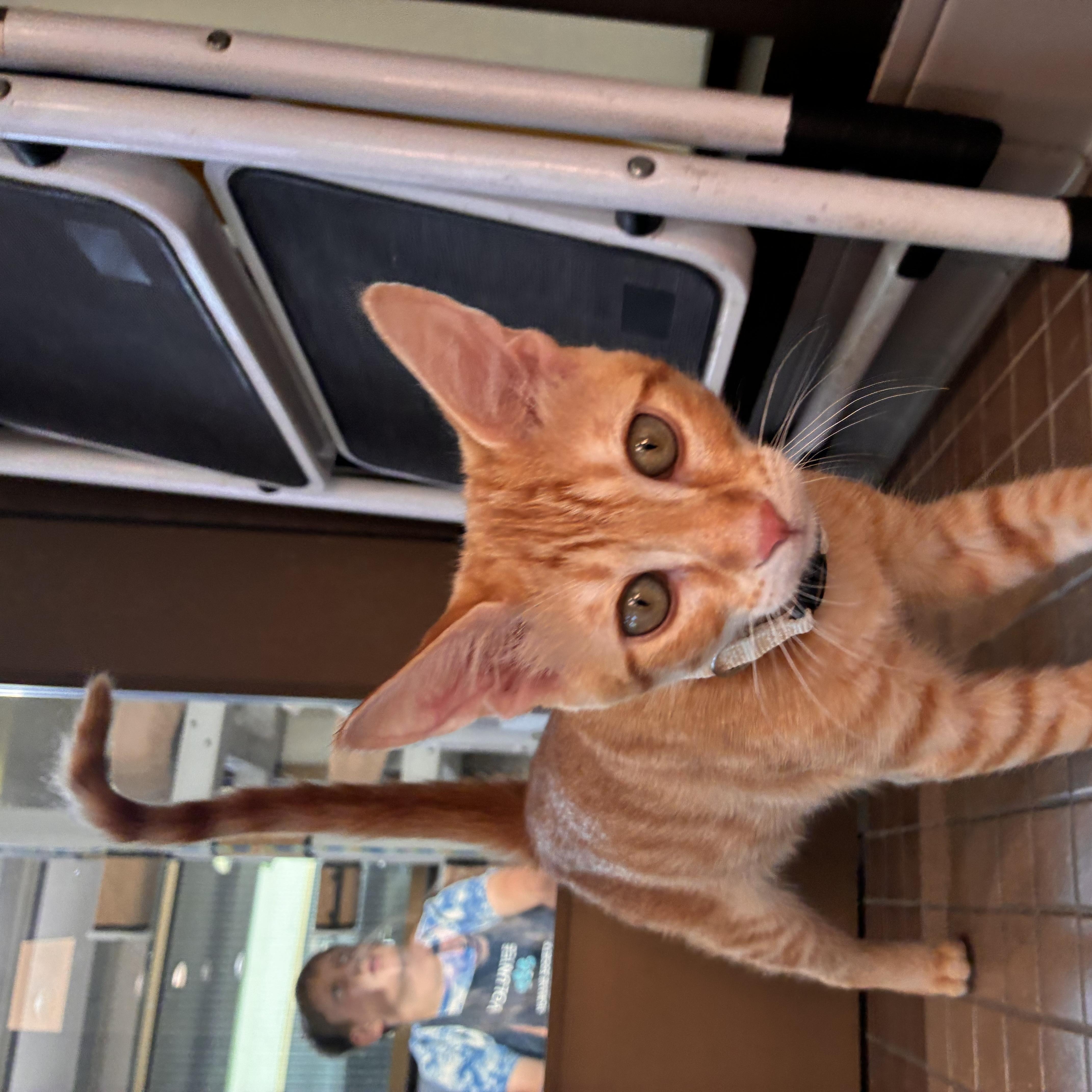 Pancake, a ADOPTABLE Domestic Short Hair in Truckee, CA image 3/4
