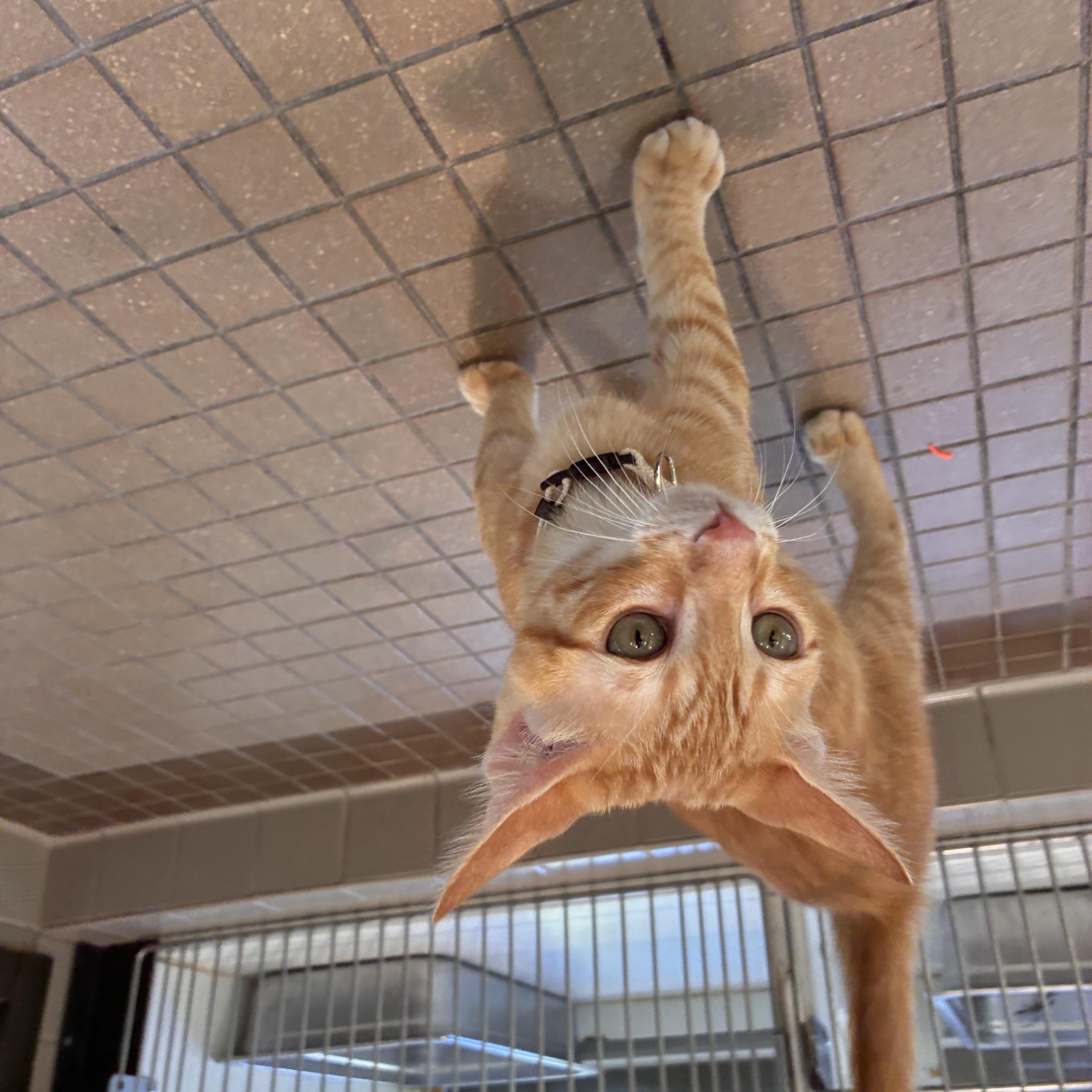 Pancake, a ADOPTABLE Domestic Short Hair in Truckee, CA image 4/4