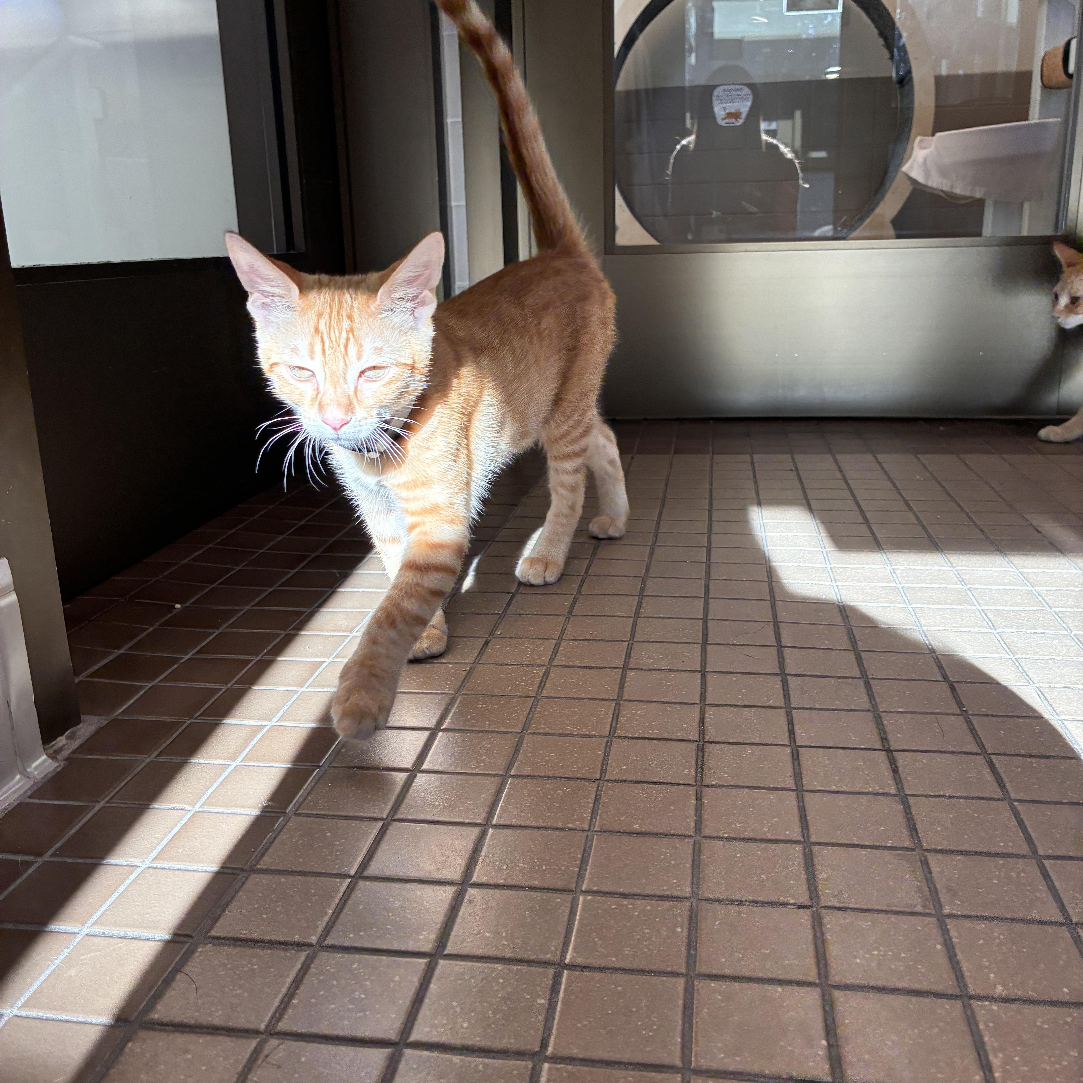 Pancake, a ADOPTABLE Domestic Short Hair in Truckee, CA image 2/4