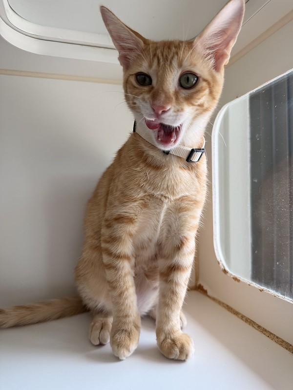 Pancake, ADOPTABLE, Young Male Domestic Short Hair.