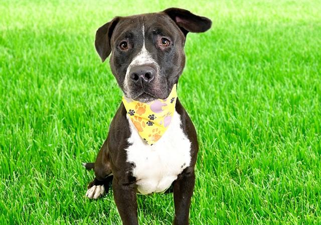 MACK, Adoptable, Young Male American Staffordshire Terrier & Mixed Breed.