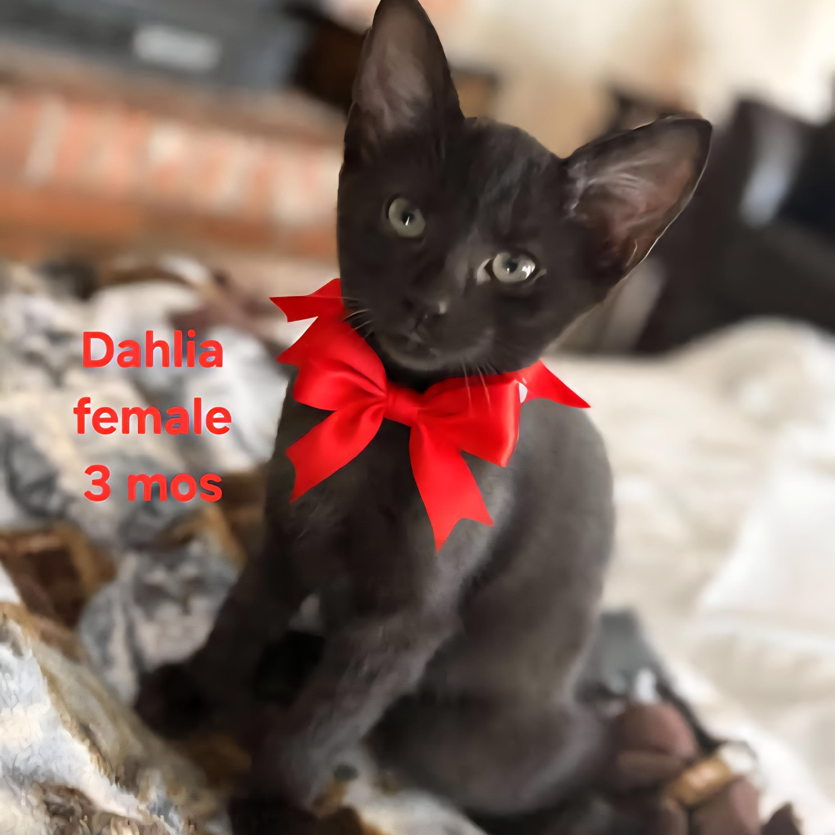 Dahlia, Baby Female unknown