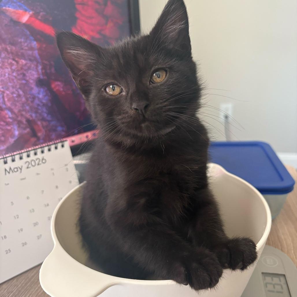 Frodo (Hobbits), a Adoptable Domestic Short Hair in Charlotte, NC image 2/6