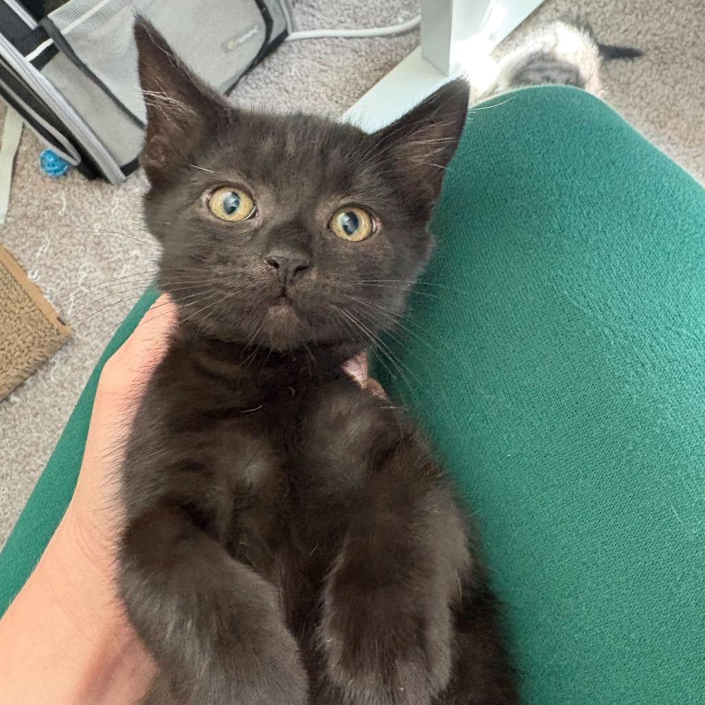 Frodo (Hobbits), a Adoptable Domestic Short Hair in Charlotte, NC image 3/6