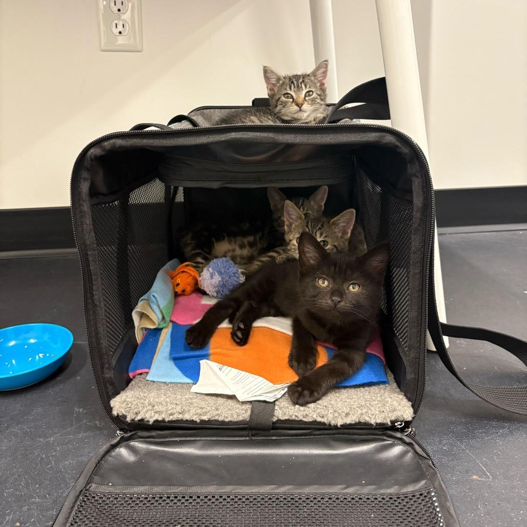 Frodo (Hobbits), a Adoptable Domestic Short Hair in Charlotte, NC image 4/6
