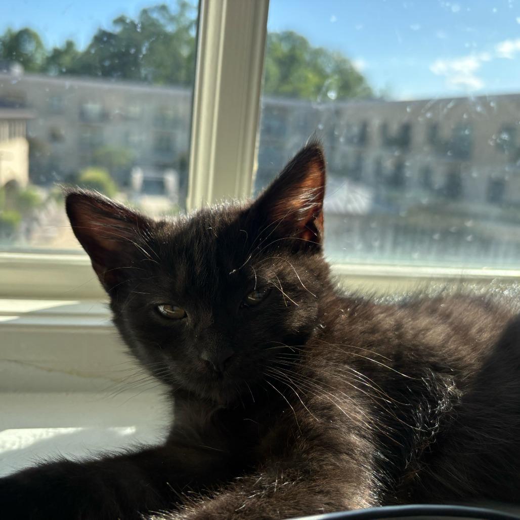 Frodo (Hobbits), a Adoptable Domestic Short Hair in Charlotte, NC image 5/6