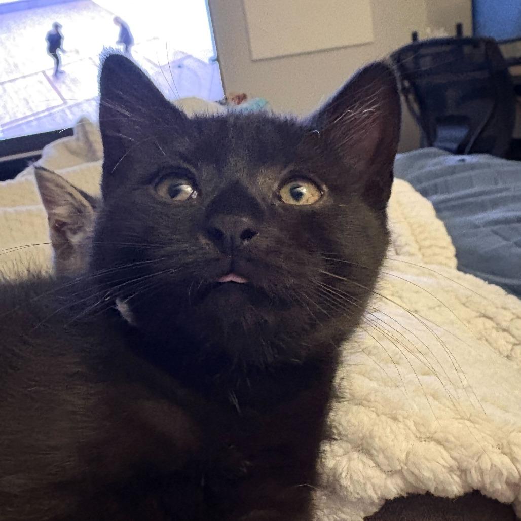 Frodo (Hobbits), a Adoptable Domestic Short Hair in Charlotte, NC image 6/6