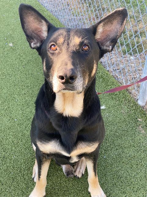 DRACO, Adoptable, Adult Male German Shepherd Dog & Mixed Breed.