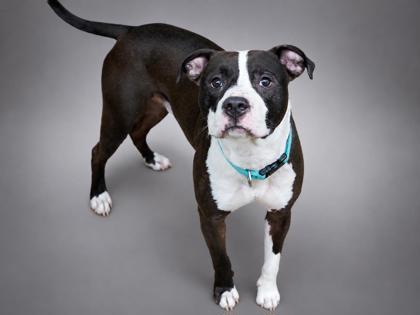 Enlarge Drew~ CERTIFIED GOOD BOY!, a Adoptable mixed breed in Bowling Green, KY image 1/3