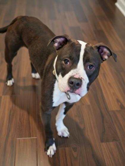 Enlarge Drew~ CERTIFIED GOOD BOY!, a Adoptable mixed breed in Bowling Green, KY image 2/3