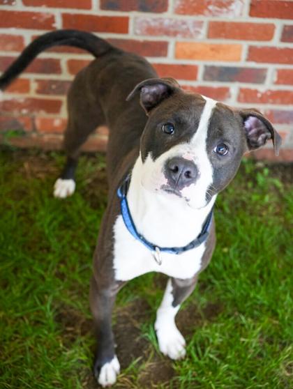 Enlarge Drew~ CERTIFIED GOOD BOY!, a Adoptable mixed breed in Bowling Green, KY image 3/3