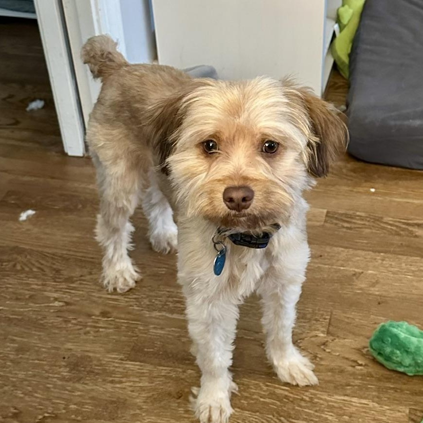 Taco, Adopted, Young Male Yorkshire Terrier.