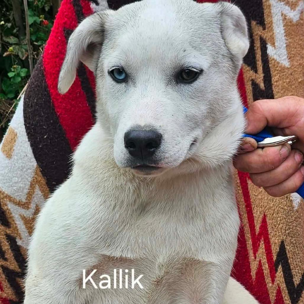 Kallik, a Adoptable mixed breed in Hackett, AR image 1/2