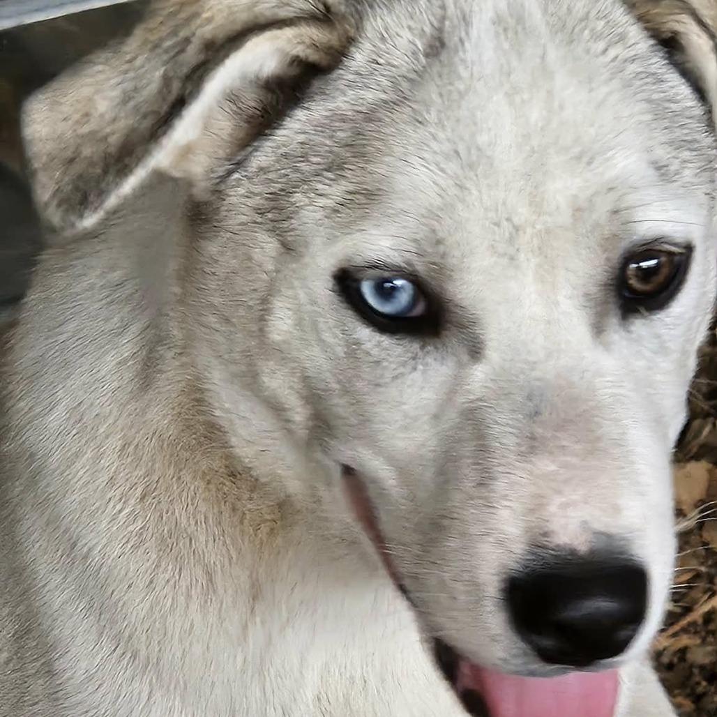 Kallik, a Adoptable mixed breed in Hackett, AR image 2/2