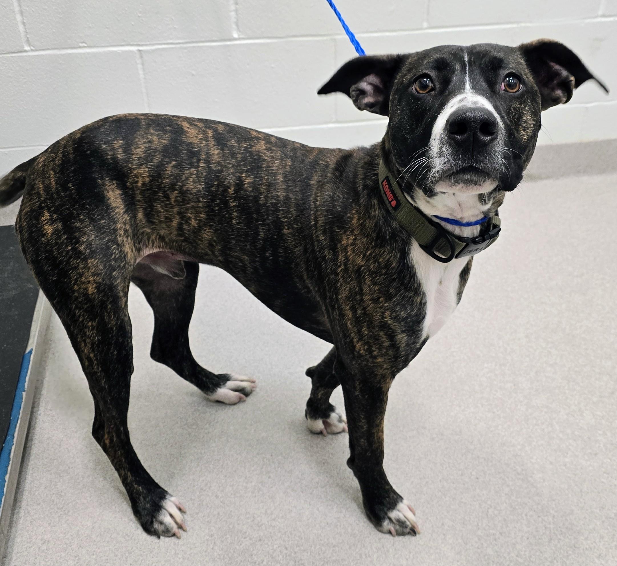 Enlarge 26-52, an adopted Pit Bull Terrier in Amityville, NY image 1/1