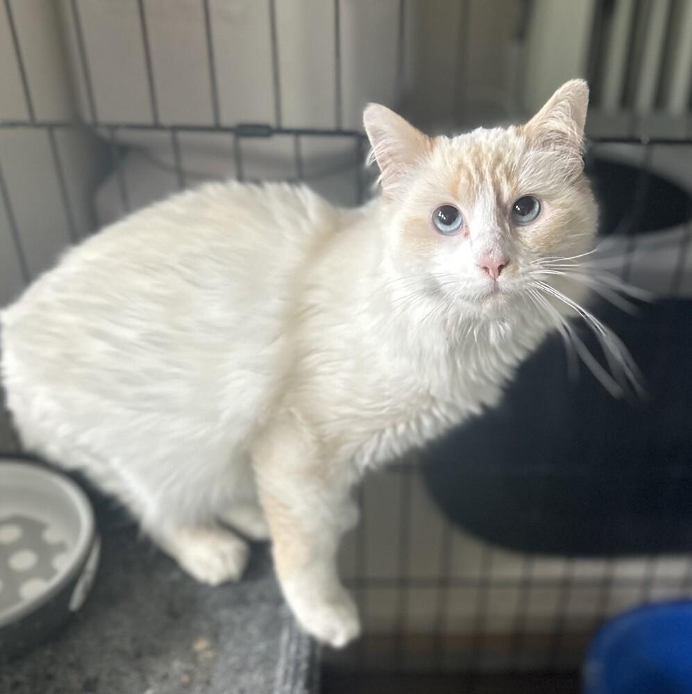 James Bond, Adoptable, Young Male Domestic Medium Hair & Turkish Angora.