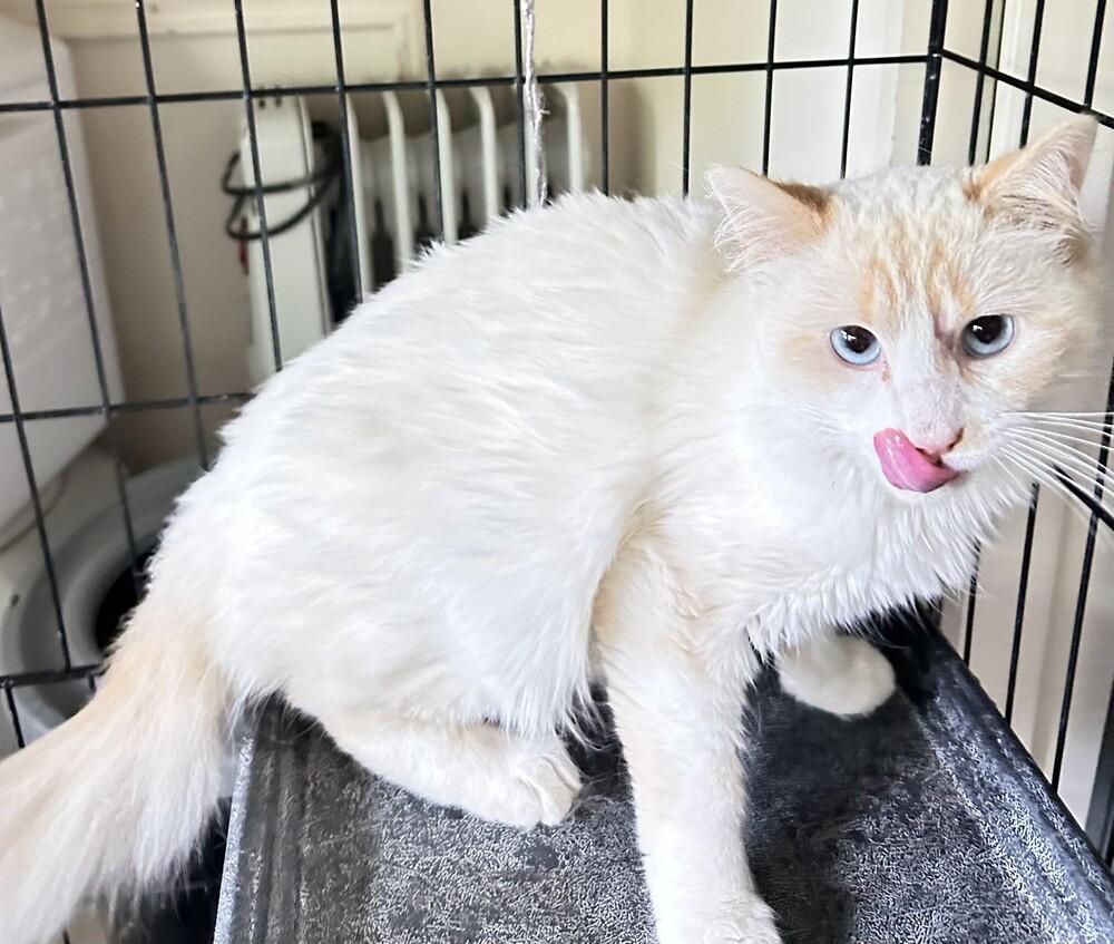 Enlarge James Bond, a Adoptable mixed breed in Mooresville, NC image 2/4