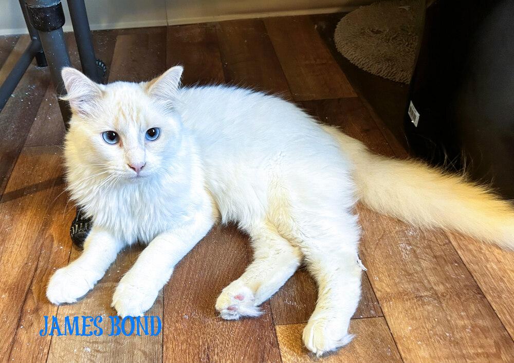 Enlarge James Bond, a Adoptable mixed breed in Mooresville, NC image 3/4