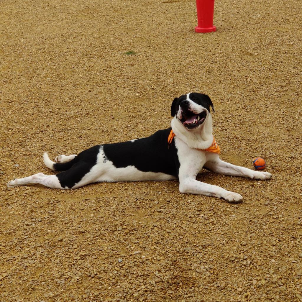 Joe, Adoptable, Senior Male American Staffordshire Terrier.