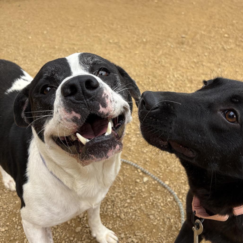 Joe, a Adoptable American Staffordshire Terrier in Bentonville, AR image 2/6