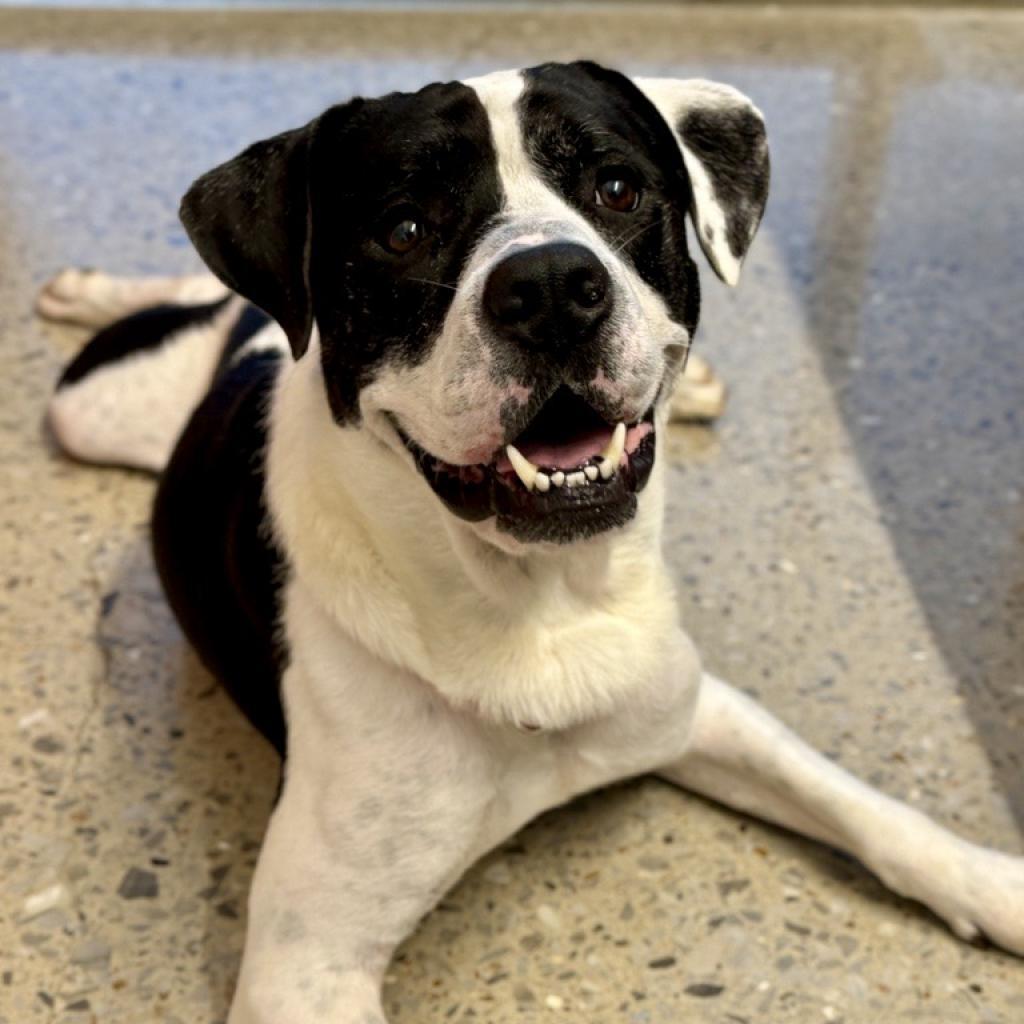 Enlarge Joe, a Adoptable American Staffordshire Terrier in Bentonville, AR image 3/6