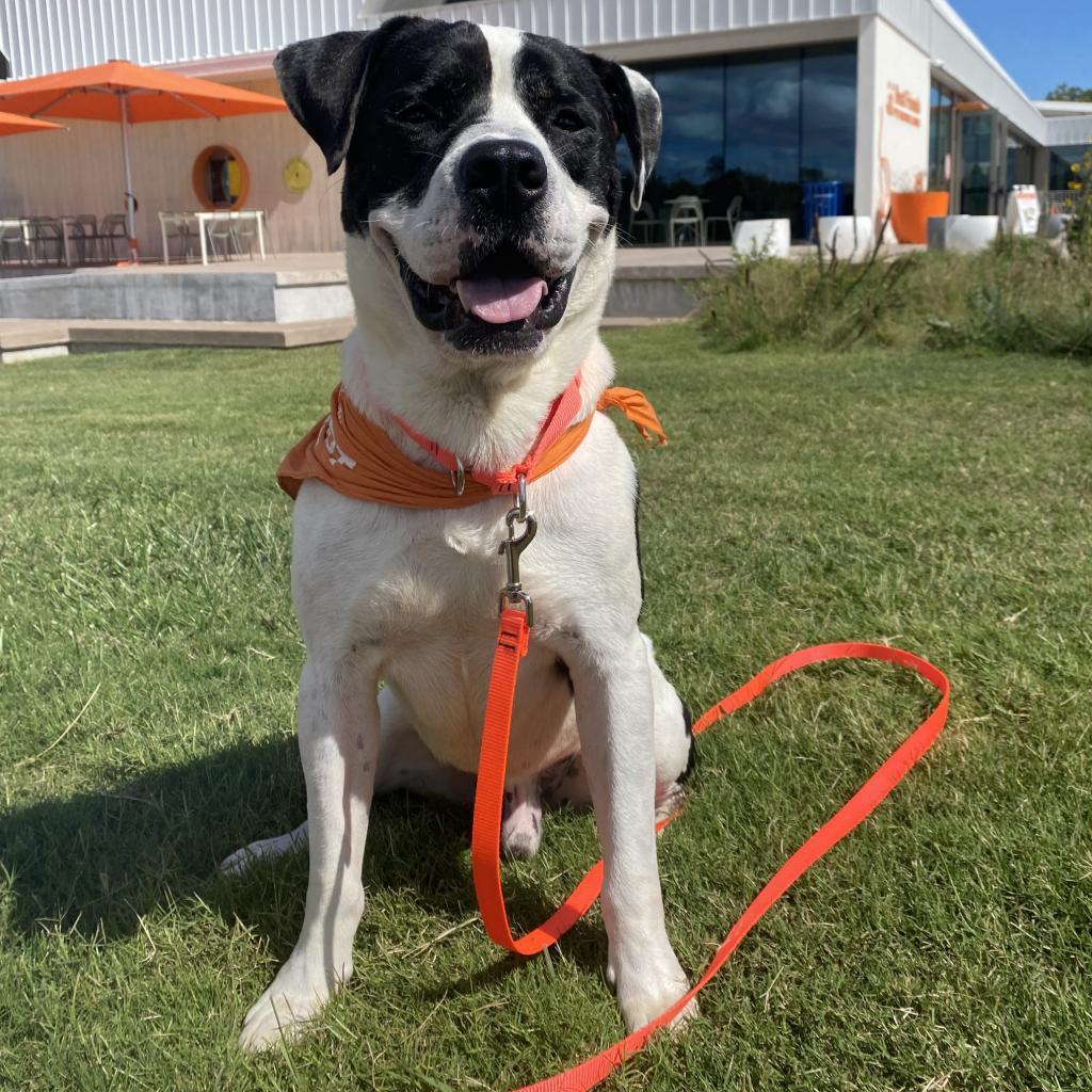Enlarge Joe, a Adoptable American Staffordshire Terrier in Bentonville, AR image 4/6
