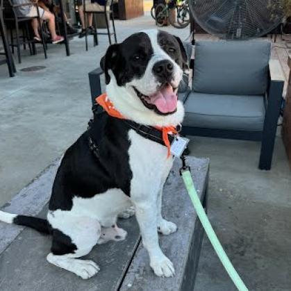 Enlarge Joe, a Adoptable American Staffordshire Terrier in Bentonville, AR image 5/6