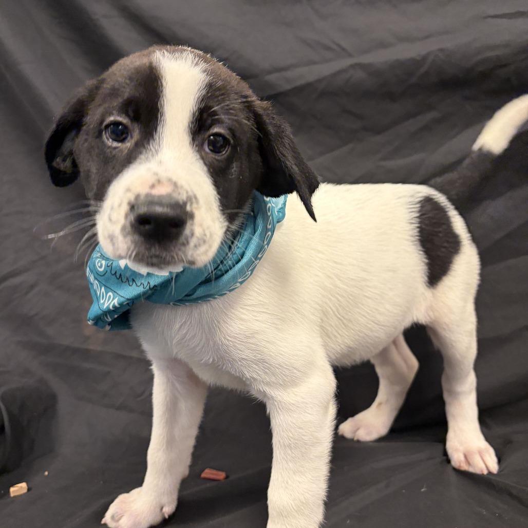 Autumn, Adoptable, Puppy Female Mixed Breed.