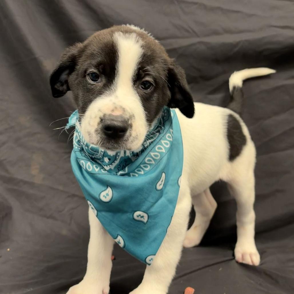 Enlarge Autumn, a Adoptable Mixed Breed in Canal Winchester, OH image 2/2
