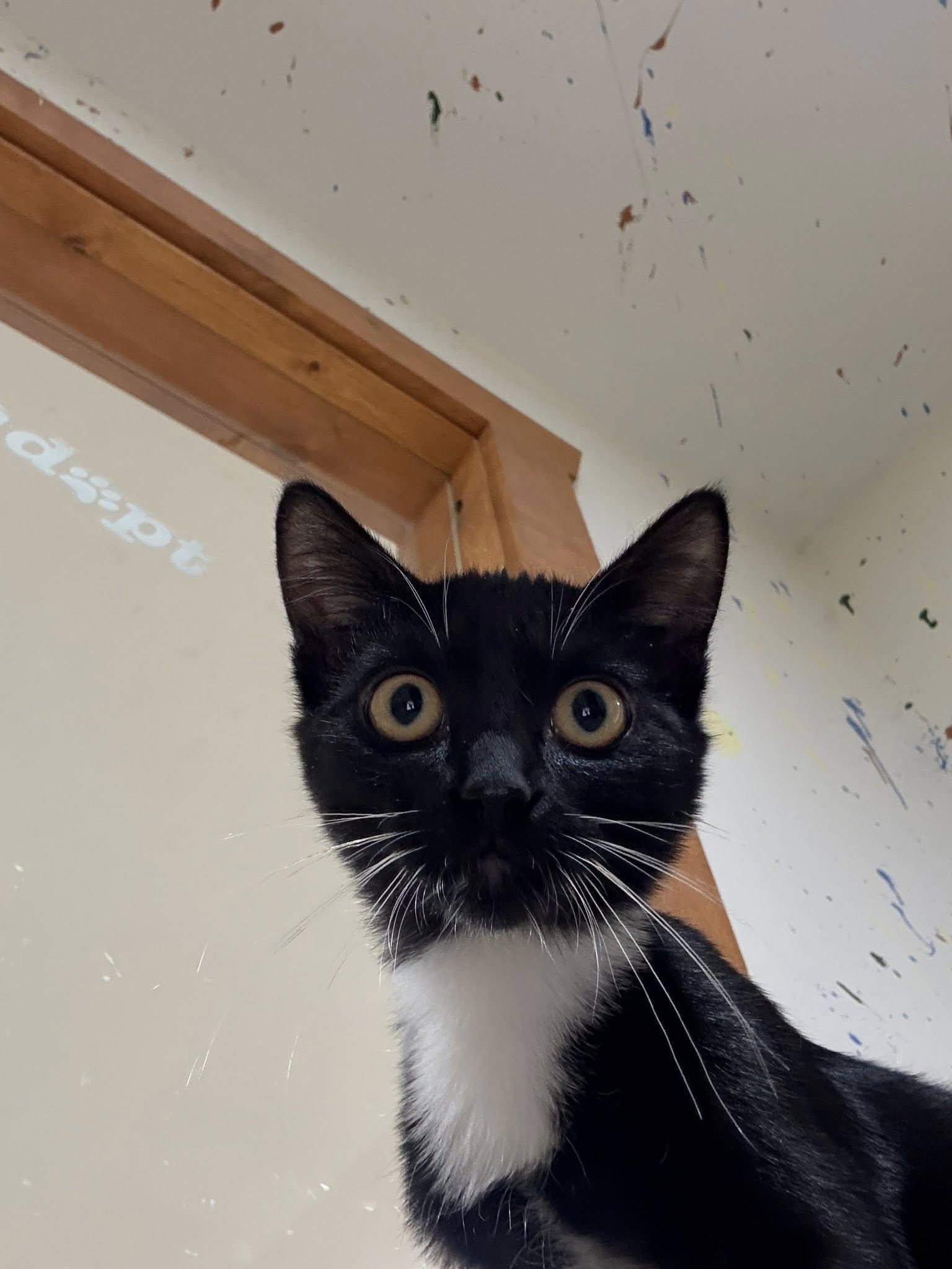 Enlarge Binx, a Adoptable mixed breed in Diamondville, WY image 1/1