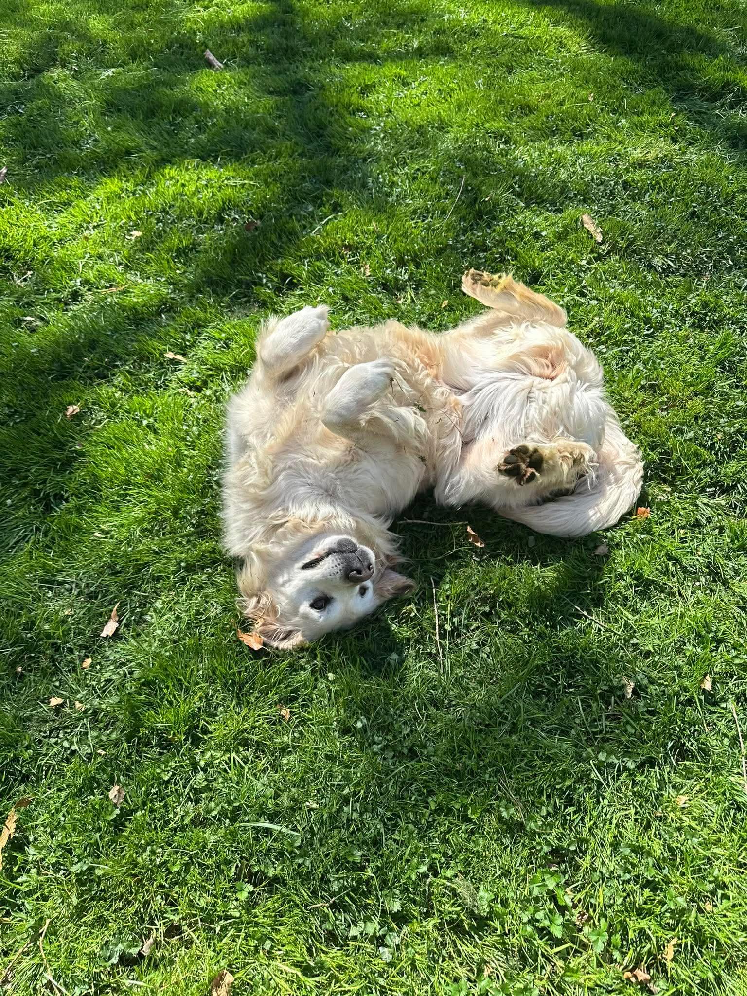 Enlarge Peaches, a ADOPTABLE Golden Retriever in Alexandria, VA image 3/4
