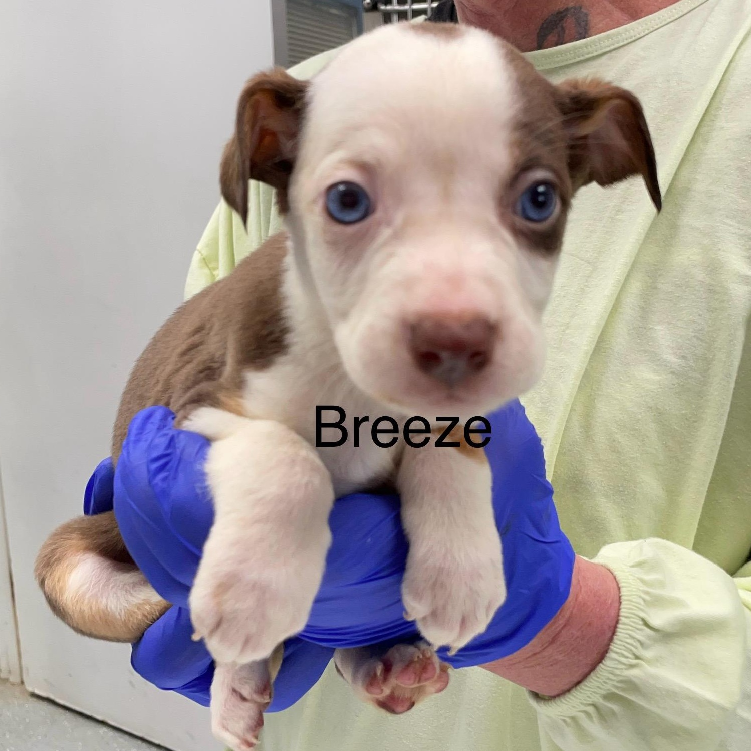 Enlarge Breeze, an adopted mixed breed in Maynardville, TN image 1/1