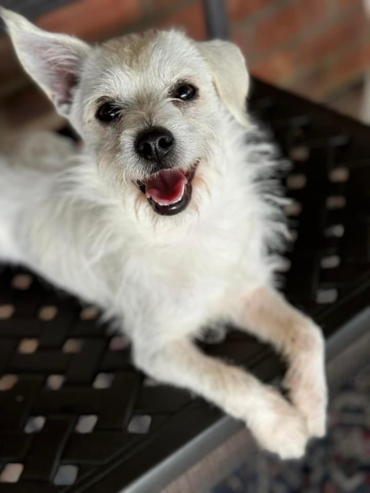 Dog for adoption Tuffy, a Cairn Terrier in Matthews, NC Petfinder